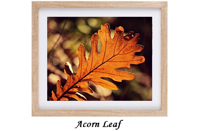 Acorn Leaf In Autumn